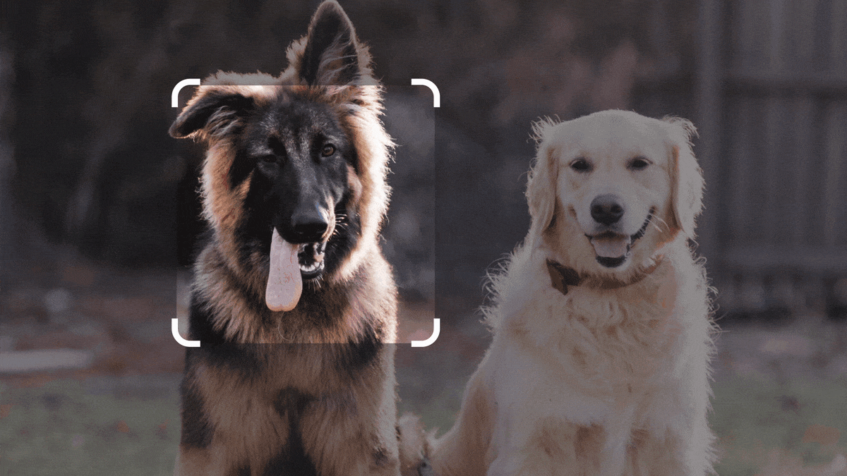 Animação mostrando uma foto de dois cachorros e em seguida uma sugestão do Bard pedindo para criar uma história engraçada estrelada pelos cachorros.